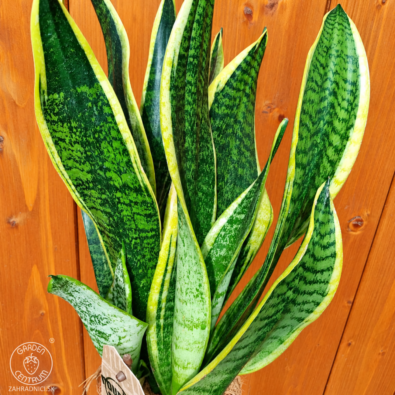 Obrázok Svokrine jazyky (Sansevieria trifasciata) ´SUPERBA´ - výška 20-30 cm , kont. C1L